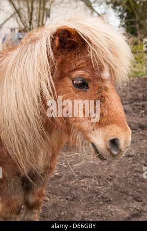 Vowley Royal Wootton Bassett ferme Wilts cute miniature brun sable mini poney Shetland cheval en paddock chef de profil Banque D'Images