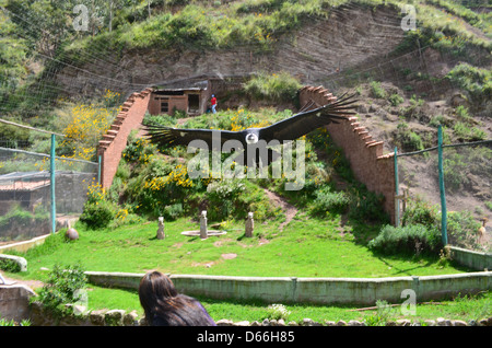 Un Condor vole en face de touristes à un centre de sauvetage des animaux près de Cusco, Pérou. Banque D'Images