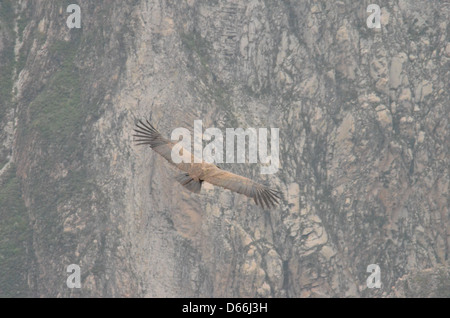 Condor vole dans le Canyon de Colca, Pérou. Banque D'Images