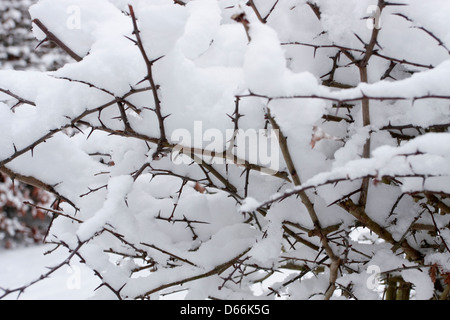 Plantes couvertes de neige épais Banque D'Images