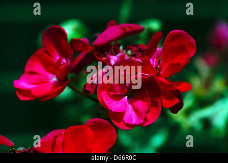 Pelargonium hortorum americana americana Dark Red rouge foncé rouge pétales de géranium, Close up Banque D'Images