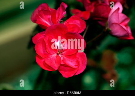 Pelargonium hortorum americana americana Dark Red rouge foncé rouge Géranium ,pétales close up. Banque D'Images