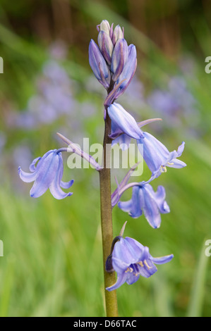 Bluebell espagnol fleur. Banque D'Images