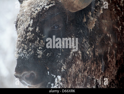 Portrait en gros de bisons sauvages en hiver Banque D'Images