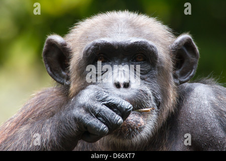 Les chimpanzés en captivité Banque D'Images