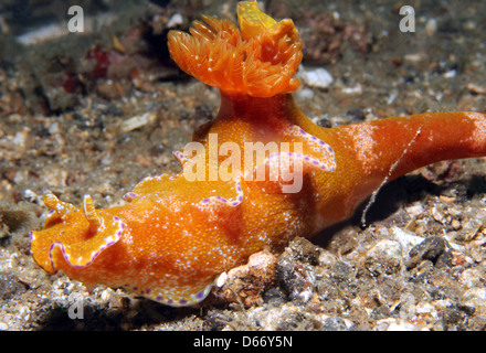 Grumes de pourpre (Ceratosoma Ceratosoma tenue), le Détroit de Lembeh, Indonésie Banque D'Images