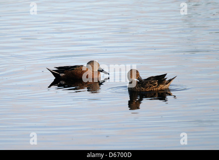 Une paire de rouge Canard souchet (Anas platalea) pato cuchara, sur le lac de l'Argentine. El Calafate. L'Argentine. Banque D'Images