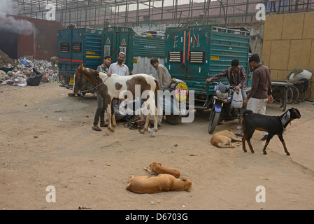 Un poney sur le point d'être chaussés de nouvelles chaussures dans un bidonville de Delhi en Inde. Banque D'Images