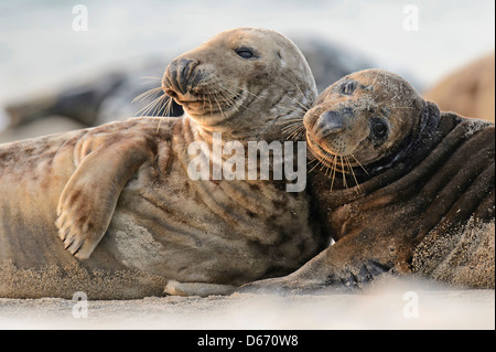 Phoque gris, Halichoerus grypus, Helgoland, mer du Nord Banque D'Images