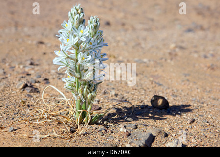 Le désert blanc lily dans le désert du Sahara du Maroc. Banque D'Images