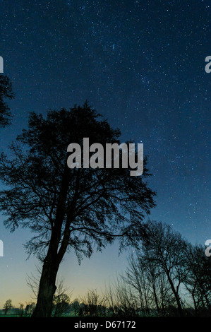 Ciel étoilé avec arbres, Niedersachsen, Allemagne Banque D'Images