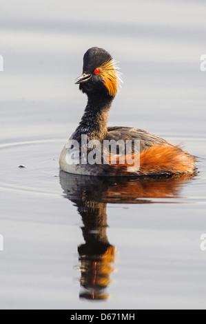 Grèbe à cou noir Podiceps nigricollis, Banque D'Images