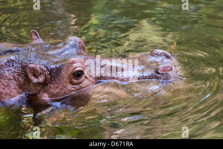 Hippopotame (Hippopotamus amphibious) immergé dans l'eau, la Thaïlande Banque D'Images