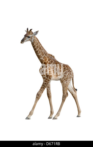 Bébé girafe isolé sur fond blanc Banque D'Images