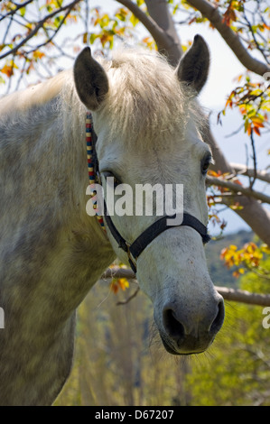 Portrait d'un cheval pommelé en automne (Grèce) Banque D'Images