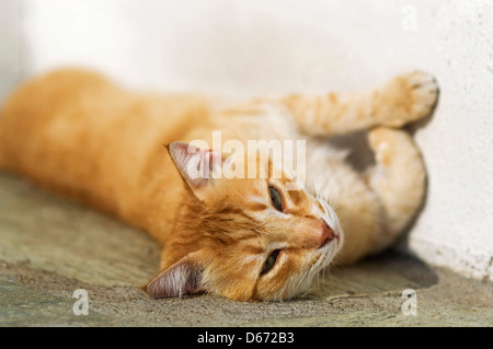 Lazy cat gingembre couché dans le soleil et looking at camera Banque D'Images