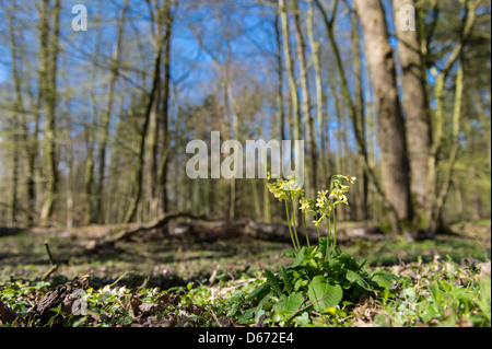 Coucou bleu, primula veris, forêt de hêtres, herrenholz, goldenstedt, district de Vechta, Niedersachsen, Allemagne Banque D'Images