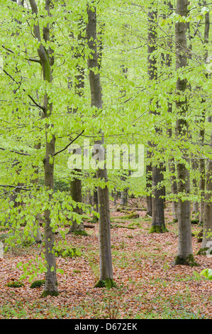 Forêt de hêtres, herrenholz, goldenstedt, district de Vechta, Niedersachsen, Allemagne Banque D'Images