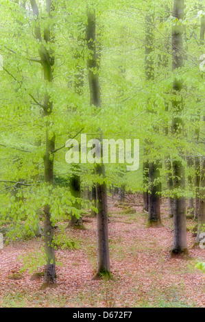 Forêt de hêtres, herrenholz, goldenstedt, district de Vechta, Niedersachsen, Allemagne Banque D'Images