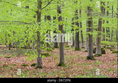 Forêt de hêtres, herrenholz, goldenstedt, district de Vechta, Niedersachsen, Allemagne Banque D'Images