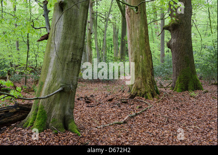 Forêt de hêtres, herrenholz, goldenstedt, district de Vechta, Niedersachsen, Allemagne Banque D'Images