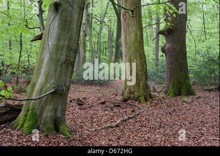 Forêt de hêtres, herrenholz, goldenstedt, district de Vechta, Niedersachsen, Allemagne Banque D'Images