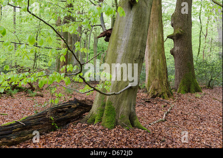 Forêt de hêtres, herrenholz, goldenstedt, district de Vechta, Niedersachsen, Allemagne Banque D'Images