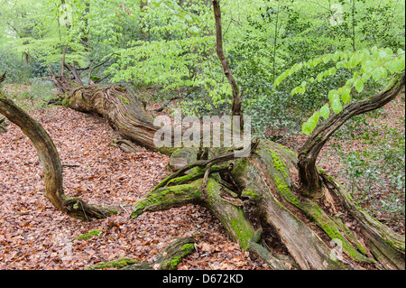 Forêt de hêtres, herrenholz, goldenstedt, district de Vechta, Niedersachsen, Allemagne Banque D'Images