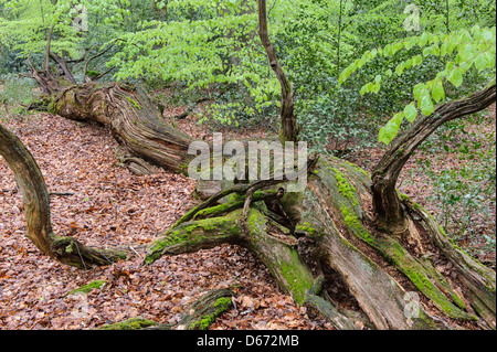 Forêt de hêtres, herrenholz, goldenstedt, district de Vechta, Niedersachsen, Allemagne Banque D'Images