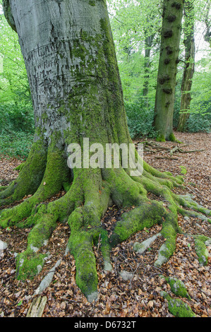 Forêt de hêtres, herrenholz, goldenstedt, district de Vechta, Niedersachsen, Allemagne Banque D'Images