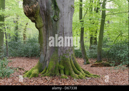 Forêt de hêtres, herrenholz, goldenstedt, district de Vechta, Niedersachsen, Allemagne Banque D'Images