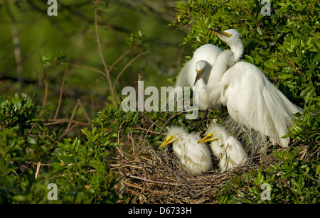 Grande Aigrette avec deux poussins à Venise Rookery, Venise, en Floride. Banque D'Images