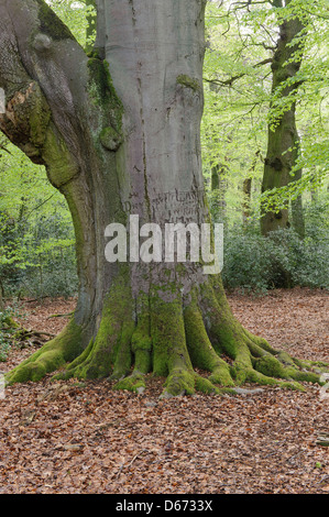 Forêt de hêtres, herrenholz, goldenstedt, district de Vechta, Niedersachsen, Allemagne Banque D'Images