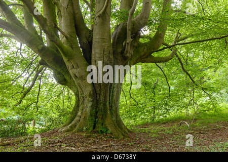 Forêt de hêtre, Fagus sylvatica, Niedersachsen, Allemagne Banque D'Images