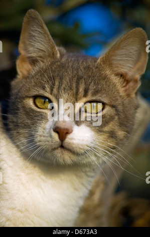 Portrait d'une jeune tomcat dans le jardin Banque D'Images