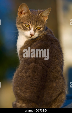 Vue arrière d'un jeune tomcat voir en arrière Banque D'Images