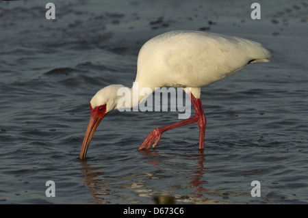 Ibis blanc pêche à Fort Myers Beach en Floride Banque D'Images