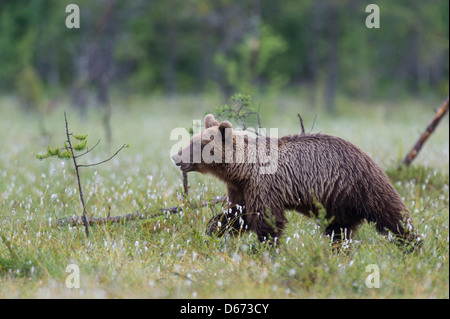 Ours brun, Ursus arctos, Finlande Banque D'Images