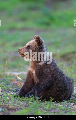 Les jeunes ours brun, Ursus arctos, Finlande Banque D'Images