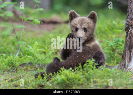 Les jeunes ours brun, Ursus arctos, Finlande Banque D'Images