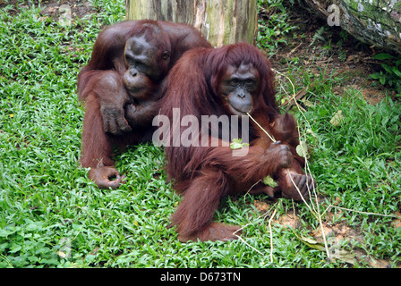 2 Deux orangs-outans s'asseoir manger en zoo de Singapour Banque D'Images