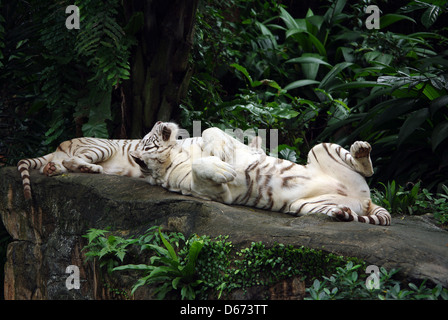 Deux tigres blancs fixant dans Zoo de Singapour Banque D'Images