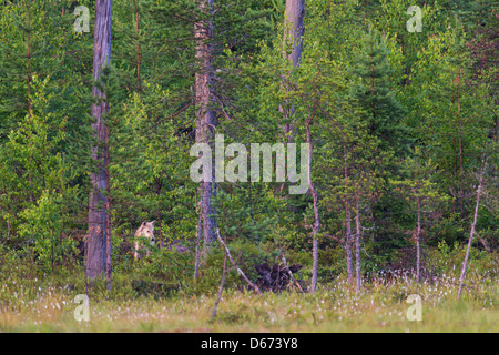Gray wolf, canis lupus, Finlande Banque D'Images