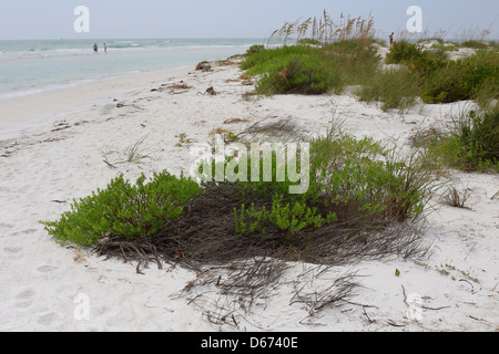 Lido Beach sur la clé de St-armand près de Sarasota en Floride, USA Banque D'Images