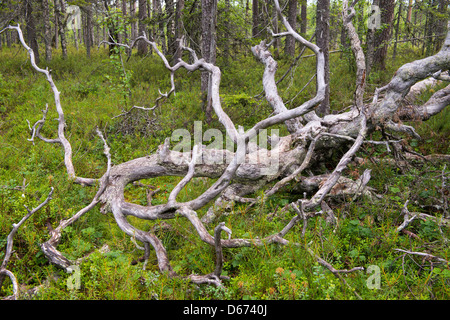 Pin cassé en forêt finlandaise, la Finlande Banque D'Images