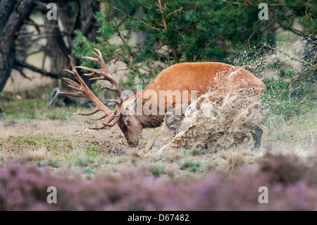 Red Deer (Cervus elaphus, mâle