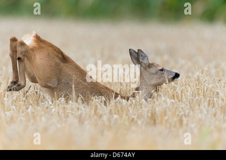 Doe dans grainfield, Capreolus capreolus, Allemagne Banque D'Images