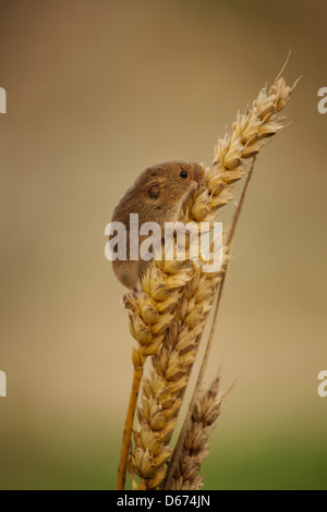 Une récolte de blé de l'escalade de la souris sur certains Banque D'Images