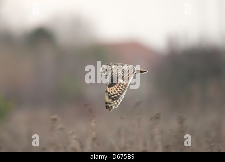 Asio flammeus - hibou des marais en vol Banque D'Images