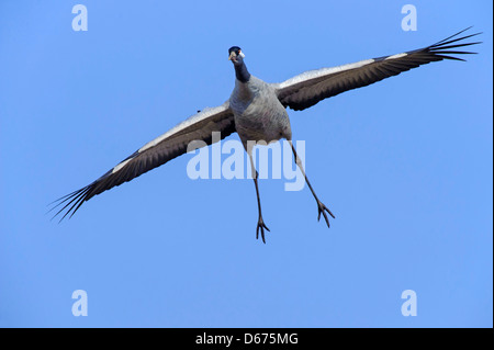 Grue en vol, Grus grus, Allemagne Banque D'Images